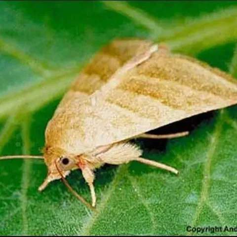 thumbnail for publication: Tobacco Budworm, Heliothis virescens (Fabricius) (Insecta: Lepidoptera: Noctuidae)